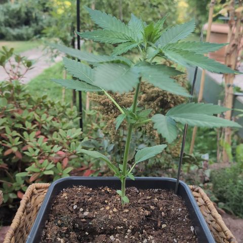 Super Lemon Haze growlog timeline photo