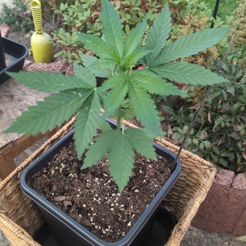 Super Lemon Haze growlog timeline photo