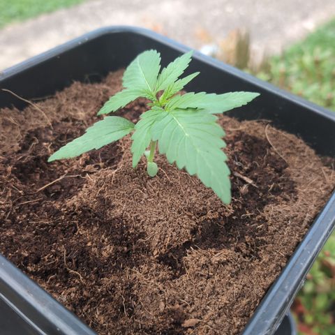 Hyperion F1 growlog timeline photo