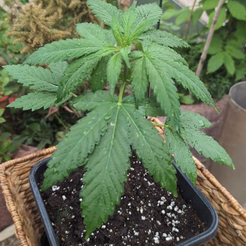 Super Lemon Haze growlog timeline photo