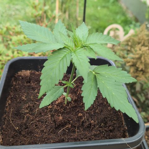 Hyperion F1 growlog timeline photo