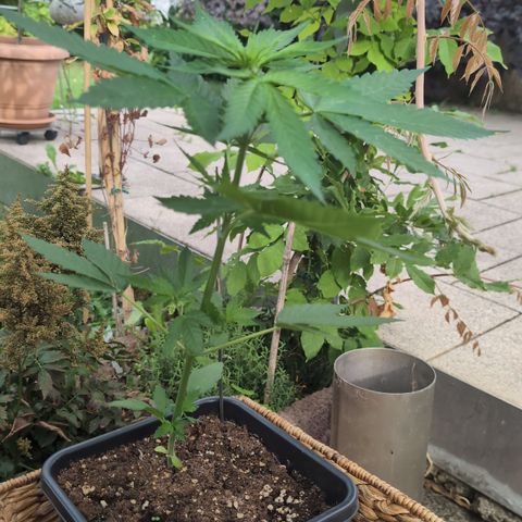 Super Lemon Haze growlog timeline photo