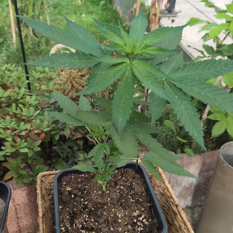 Super Lemon Haze growlog timeline photo