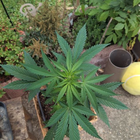Super Lemon Haze growlog timeline photo