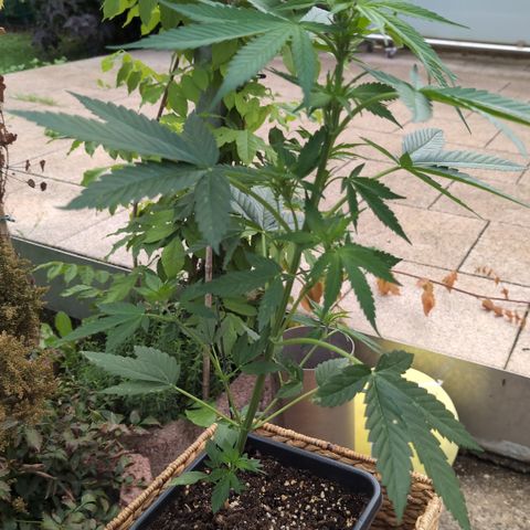 Super Lemon Haze growlog timeline photo