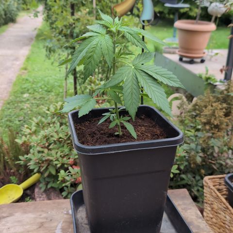 Hyperion F1 growlog timeline photo