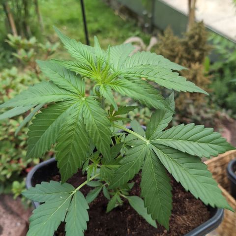 Hyperion F1 growlog timeline photo