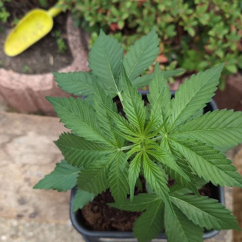 Hyperion F1 growlog timeline photo