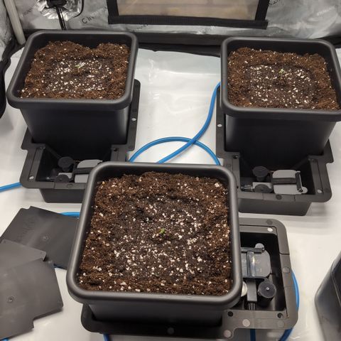 3x Super Silver Haze - Ac Infiinty AI+ - Autopot - Biotabs - Dryferm Bags growlog photo