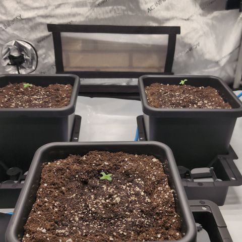 3x Super Silver Haze - Ac Infiinty AI+ - Autopot - Biotabs - Dryferm Bags growlog photo