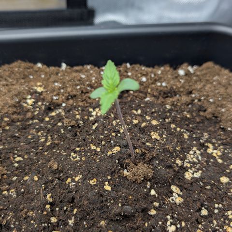 3x Super Silver Haze - Ac Infiinty AI+ - Autopot - Biotabs - Dryferm Bags growlog timeline photo