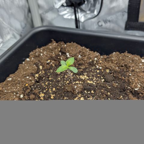 3x Super Silver Haze - Ac Infiinty AI+ - Autopot - Biotabs - Dryferm Bags growlog timeline photo