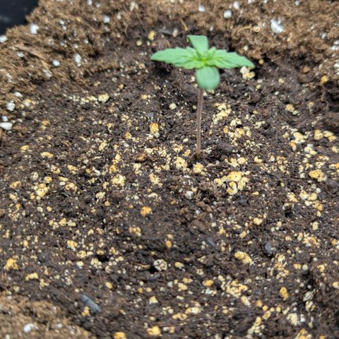 3x Super Silver Haze - Ac Infiinty AI+ - Autopot - Biotabs - Dryferm Bags growlog timeline photo