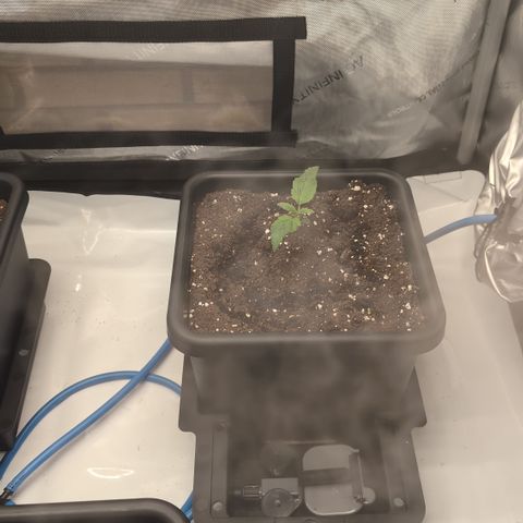 3x Super Silver Haze - Ac Infiinty AI+ - Autopot - Biotabs - Dryferm Bags growlog timeline photo
