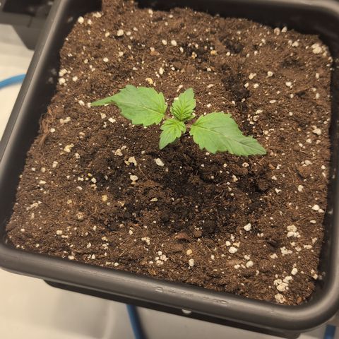 3x Super Silver Haze - Ac Infiinty AI+ - Autopot - Biotabs - Dryferm Bags growlog timeline photo