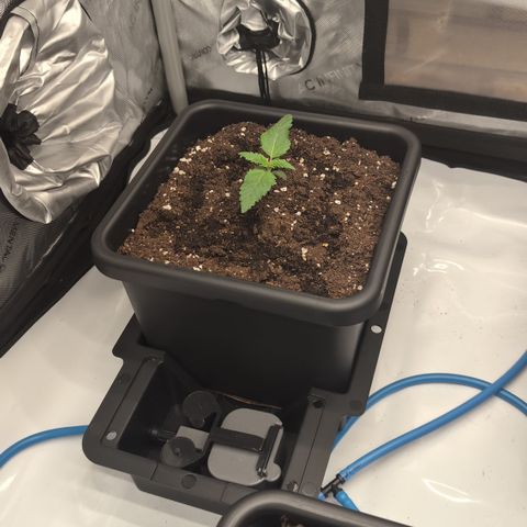 3x Super Silver Haze - Ac Infiinty AI+ - Autopot - Biotabs - Dryferm Bags growlog timeline photo