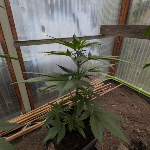 Hyperion F1 growlog timeline photo