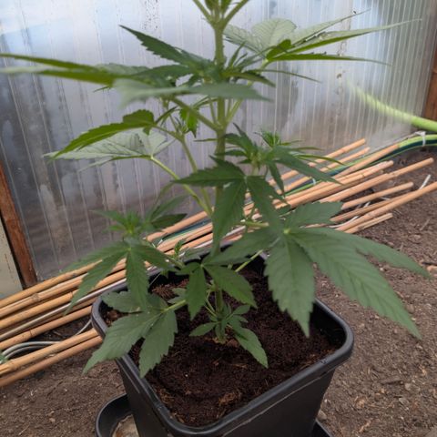 Hyperion F1 growlog timeline photo