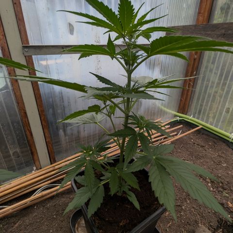 Hyperion F1 growlog timeline photo