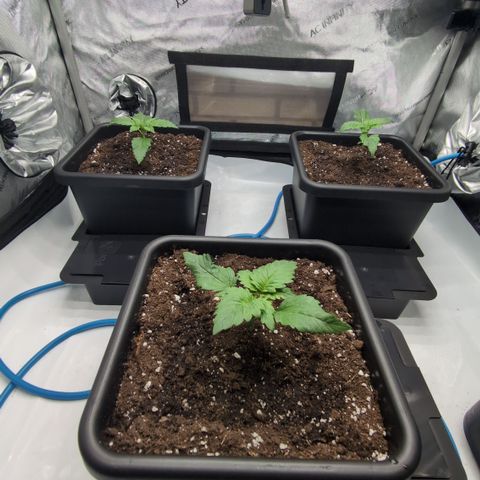 3x Super Silver Haze - Ac Infiinty AI+ - Autopot - Biotabs - Dryferm Bags growlog timeline photo