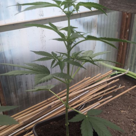 Hyperion F1 growlog timeline photo