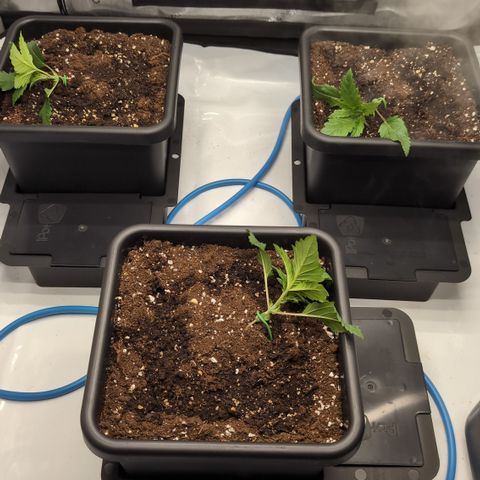 Super Lemon Haze growlog timeline photo