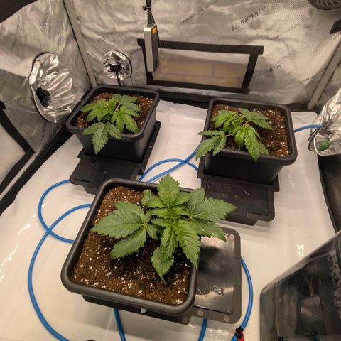 3x Super Silver Haze - Ac Infiinty AI+ - Autopot - Biotabs - Dryferm Bags growlog timeline photo