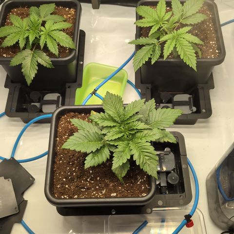 3x Super Silver Haze - Ac Infiinty AI+ - Autopot - Biotabs - Dryferm Bags growlog timeline photo