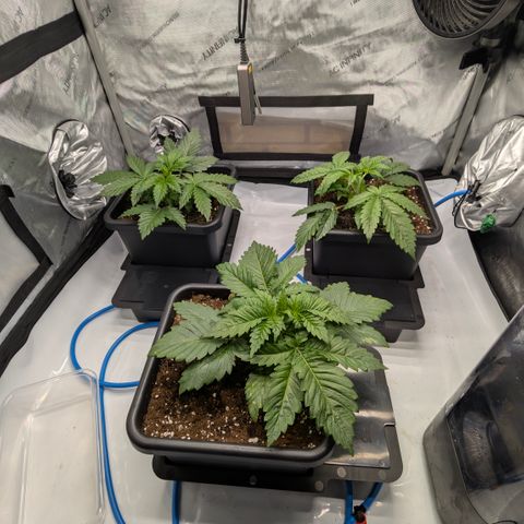 3x Super Silver Haze - Ac Infiinty AI+ - Autopot - Biotabs - Dryferm Bags growlog timeline photo