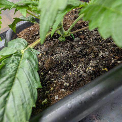 3x Super Silver Haze - Ac Infiinty AI+ - Autopot - Biotabs - Dryferm Bags growlog timeline photo