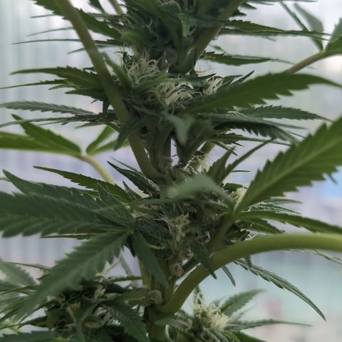 Super Lemon Haze growlog timeline photo