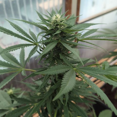 Super Lemon Haze growlog timeline photo
