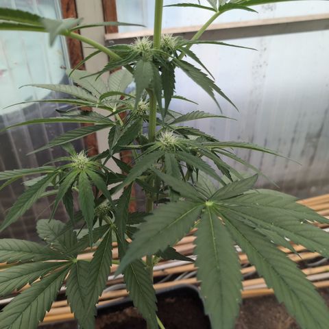 Hyperion F1 growlog timeline photo