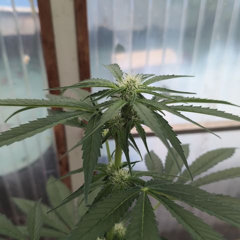 Hyperion F1 growlog timeline photo