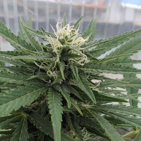 Super Lemon Haze growlog timeline photo