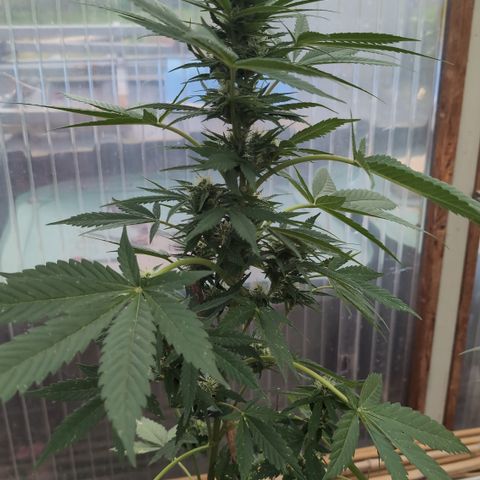 Super Lemon Haze growlog timeline photo