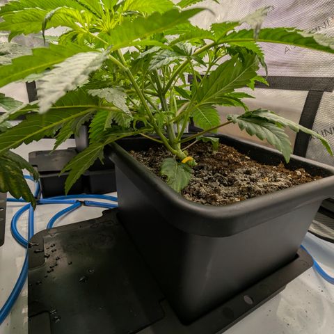 3x Super Silver Haze - Ac Infiinty AI+ - Autopot - Biotabs - Dryferm Bags growlog timeline photo