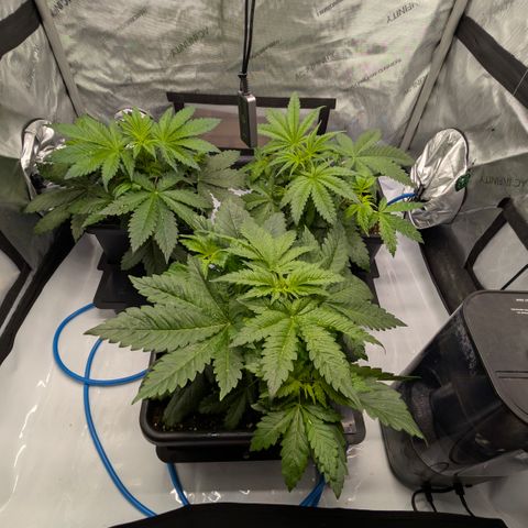 3x Super Silver Haze - Ac Infiinty AI+ - Autopot - Biotabs - Dryferm Bags growlog timeline photo