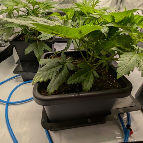 3x Super Silver Haze - Ac Infiinty AI+ - Autopot - Biotabs - Dryferm Bags growlog timeline photo