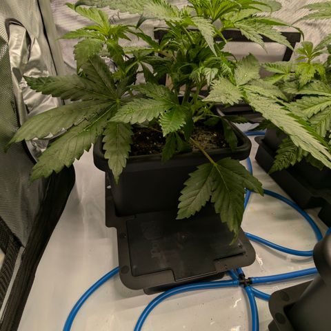 3x Super Silver Haze - Ac Infiinty AI+ - Autopot - Biotabs - Dryferm Bags growlog timeline photo