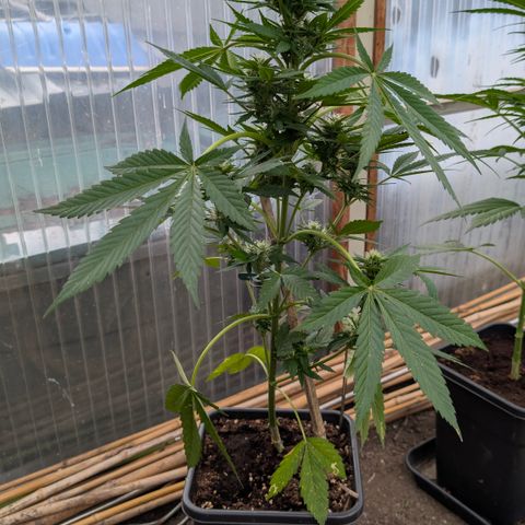 Super Lemon Haze growlog timeline photo