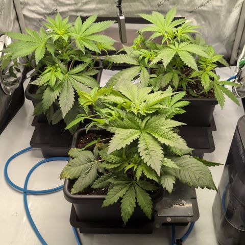 3x Super Silver Haze - Ac Infiinty AI+ - Autopot - Biotabs - Dryferm Bags growlog timeline photo