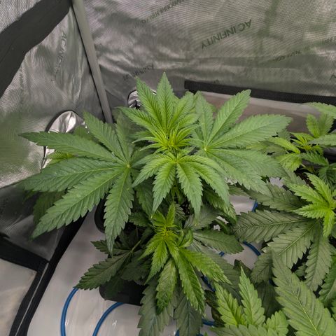 3x Super Silver Haze - Ac Infiinty AI+ - Autopot - Biotabs - Dryferm Bags growlog timeline photo