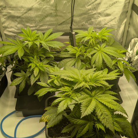 3x Super Silver Haze - Ac Infiinty AI+ - Autopot - Biotabs - Dryferm Bags growlog timeline photo