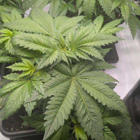 3x Super Silver Haze - Ac Infiinty AI+ - Autopot - Biotabs - Dryferm Bags growlog timeline photo