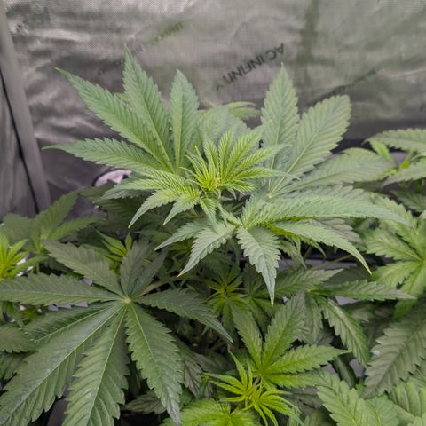 3x Super Silver Haze - Ac Infiinty AI+ - Autopot - Biotabs - Dryferm Bags growlog timeline photo