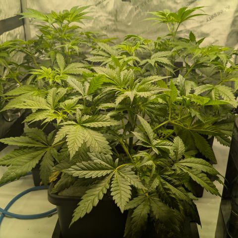 3x Super Silver Haze - Ac Infiinty AI+ - Autopot - Biotabs - Dryferm Bags growlog timeline photo