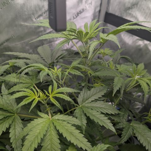 3x Super Silver Haze - Ac Infiinty AI+ - Autopot - Biotabs - Dryferm Bags growlog timeline photo