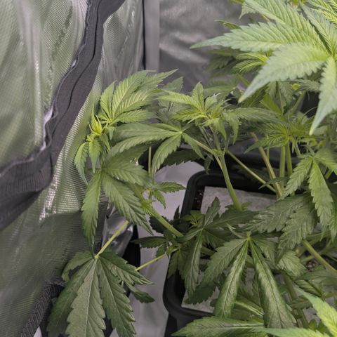 3x Super Silver Haze - Ac Infiinty AI+ - Autopot - Biotabs - Dryferm Bags growlog timeline photo