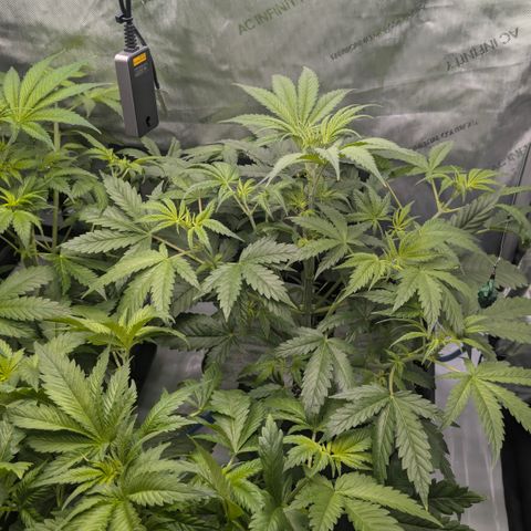 3x Super Silver Haze - Ac Infiinty AI+ - Autopot - Biotabs - Dryferm Bags growlog timeline photo